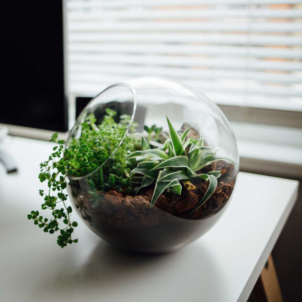How Do You Make a Terrarium